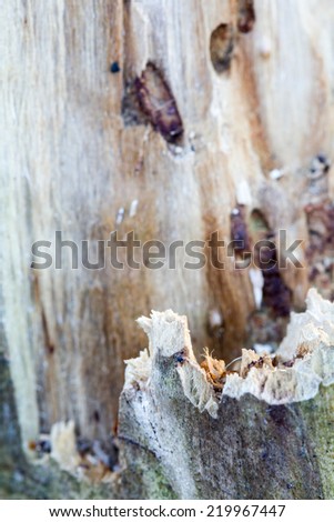 Remains of an old tree trunk without bark tree eaten by wood worms with worm traces