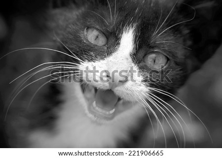 Black and white photo of black and white young cat meowing