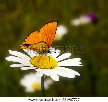 Small, colorful, beautiful butterfly on a dried plant with natural background