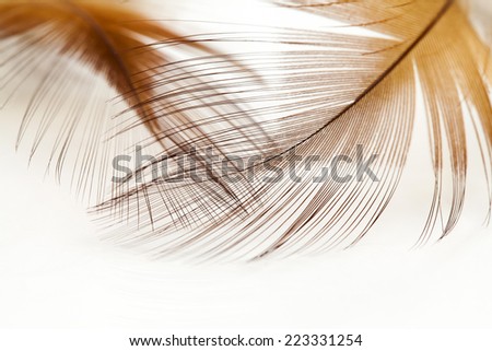 Colorful fen feather with white background