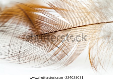 Colorful hen feather with white background