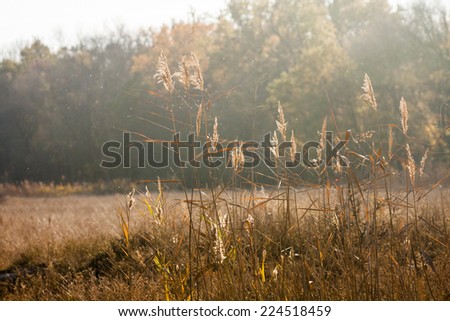 Autumn landscape with reeds and herbs