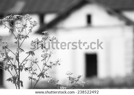 Herbs in the field with old, abandoned house in the background