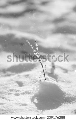 Abstract snow shapes with dried plants