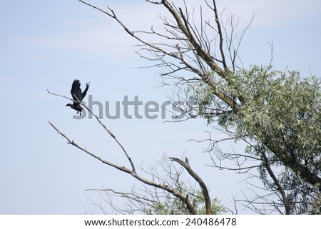Black small birds and vegetation in Danube Delta, Romania