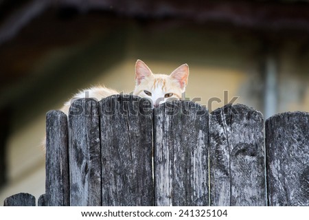 Young orange cat, scared, behind the fence