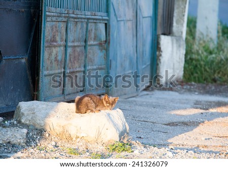 Young cat sitting on a rock with metallic texture in the background