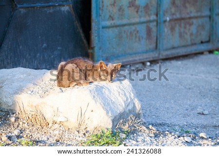 Young cat sitting on a rock with metallic texture in the background