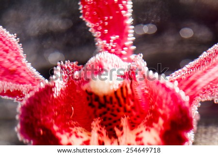 Abstract underwater composition with blurry orchid petals, bubbles and light