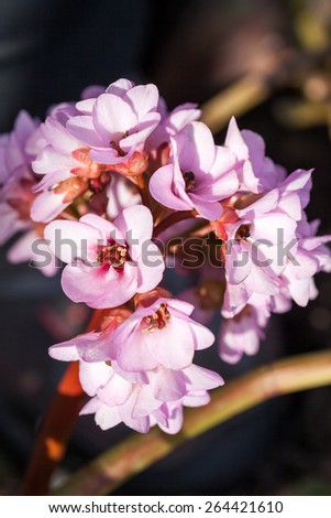 Bergenia ciliata (Elephant ear) - plant with beautiful pink flowers