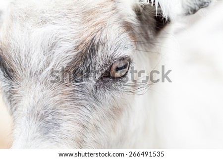 Baby goat portrait with details on the eye