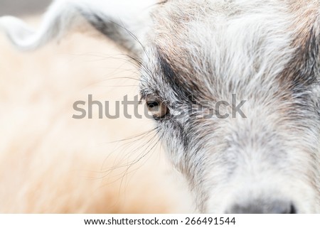 Baby goat portrait with details on the eye