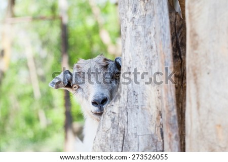 Baby goat portrait with details and old wood texture