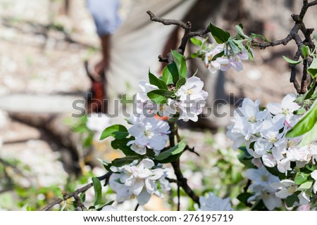 Spring blooming on apple tree branches and person cutting the tree