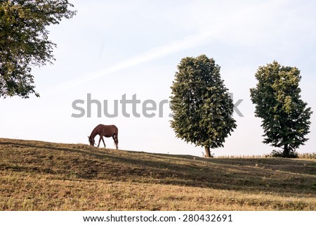 Romanian mountain landscape with trees and horse