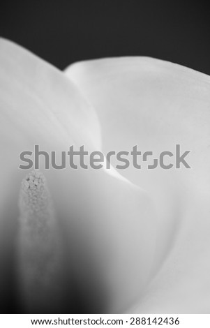 Abstract, macro photography of Calla flower with details. Black and white photography. Image has grain texture visible on maximum size