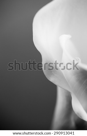 Abstract, macro photography of Calla flower with details. Black and white photography. Image has grain texture visible on maximum size