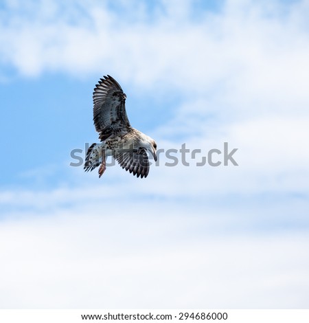 Beautiful seagull soaring in the blue sky