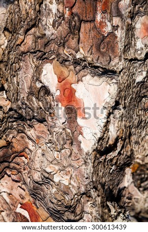 Old tree with the bark of the tree partly peeled. Texture and background from nature