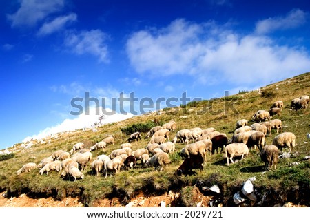 A herd of sheep on a hill with nice blue sky