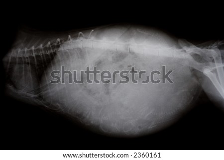 X-ray image of a pregnant cat