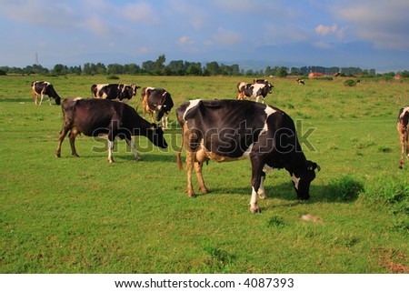 Bunch Of Cows