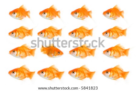 High res image of one brave gold fish making its way through whole bunch of other goldfishes but in the opposite direction.
