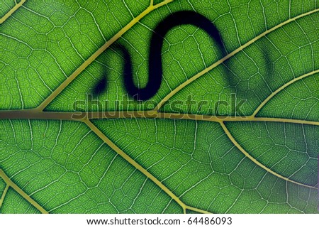 Snake stay on leaf in backlight
