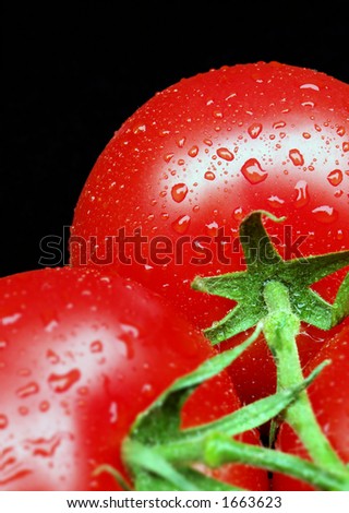 Two ripe tomatoes on vine covered in water droplets