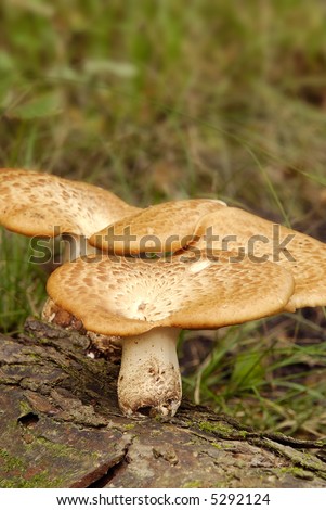hydnum repandum or hedgehog mushroom growing from a log in autumn
