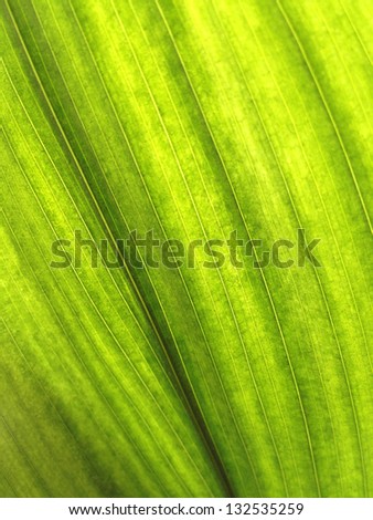 Leafy Green Plant Leaf Background