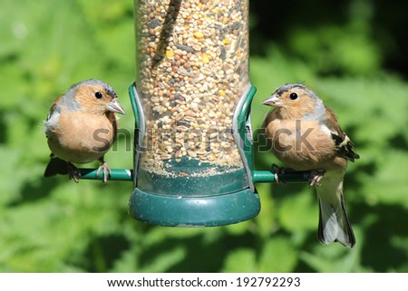 Pair of Chaffinch birds feeding two