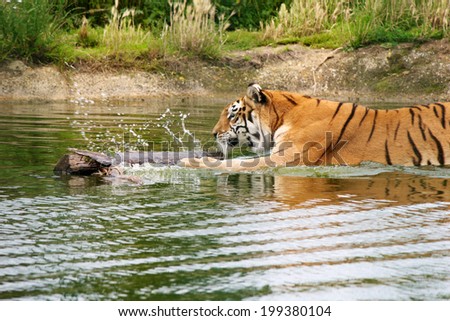 A tiger splashing in a pond trying to catch a log