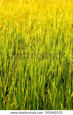 natural rice field with close-up and color process
