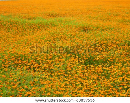 marigold field