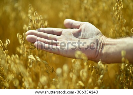 Male hand and golden wheat ears in the wheat field, sunset light