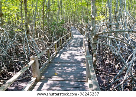 bridge to mangrove forest