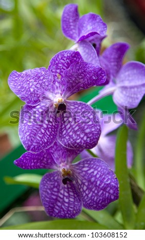 Royal Orchid Flower