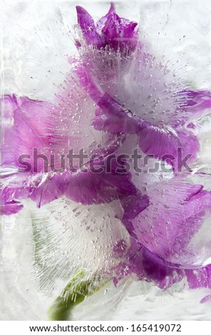 Flowers of    gladiolus frozen in ice, art winter background.
