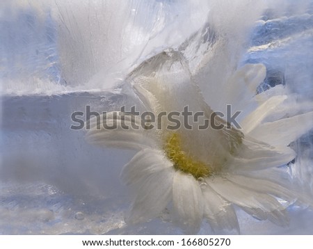 Flowers   of camomile frozen in ice, art winter background.
