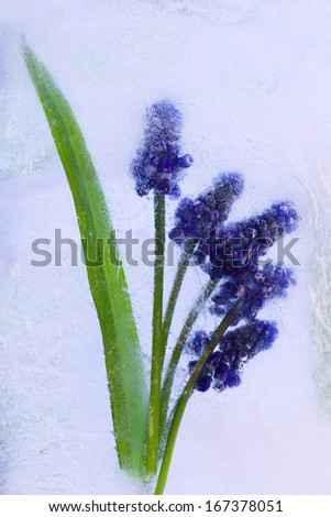 Flowers of   hyacinth frozen in ice, art winter background.