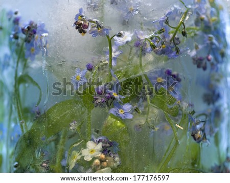 Flowers of   forget-me-not  frozen in ice, art winter background.