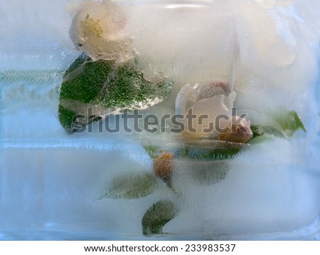 Frozen  fresh beautiful   flower of apple and air bubbles in the ice  cube