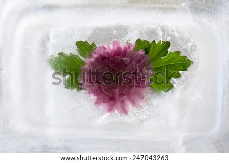 Frozen  fresh beautiful   flower of   chrysanthemum  and air bubbles in the ice  cube