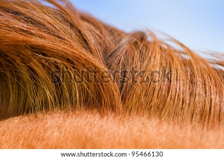 Red mane of a horse. Natural drawing