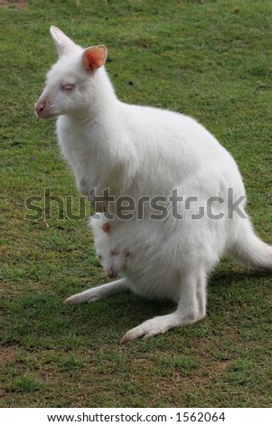 Baby Albino Wallaby