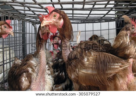 chickens in a cage at the market