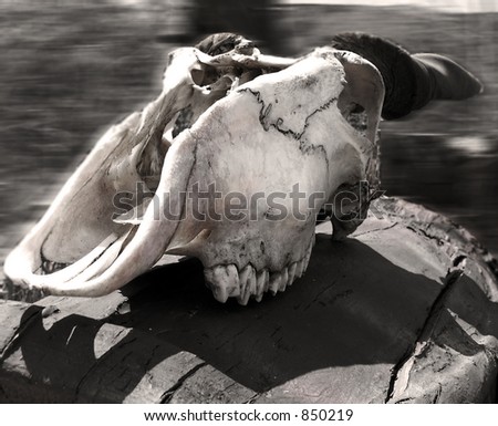 animal skull   abstract