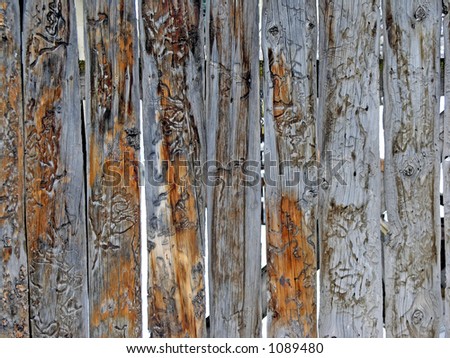 old wooden fence with wood worm