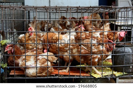 http://image.shutterstock.com/display_pic_with_logo/6748/6748,1225294669,1/stock-photo-chicken-in-a-cage-19668805.jpg